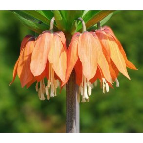 Kejserkrone Aurora, Orange