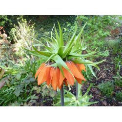 Kejserkrone Aurora, Orange