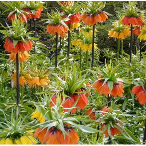 Kejserkrone Mix, 5 stk