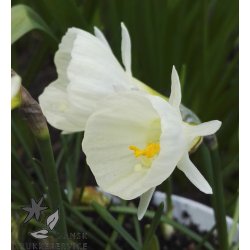 Krinoline pskelilje, bulbocodium Arctic Bells