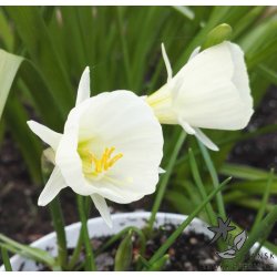 Krinoline pskelilje, bulbocodium Arctic Bells