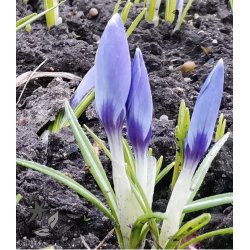 Krokus Aqua
