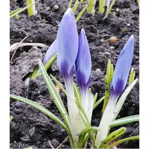 Krokus Aqua