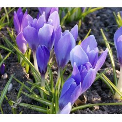 Krokus Aqua