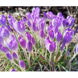 Krokus Barr's Purple
