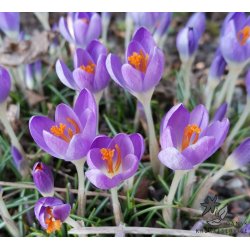 Krokus Barr's Purple