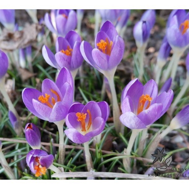 Krokus Barr's Purple