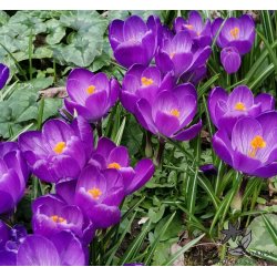 Krokus Flower Record