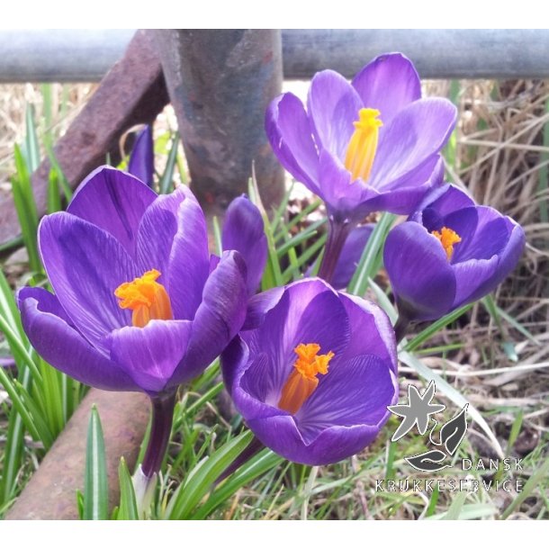 Krokus Flower Record