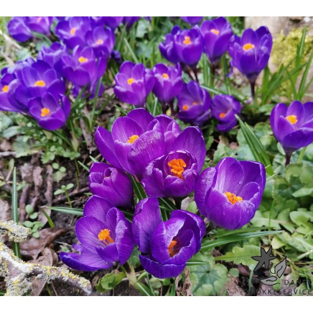 Krokus Flower Record