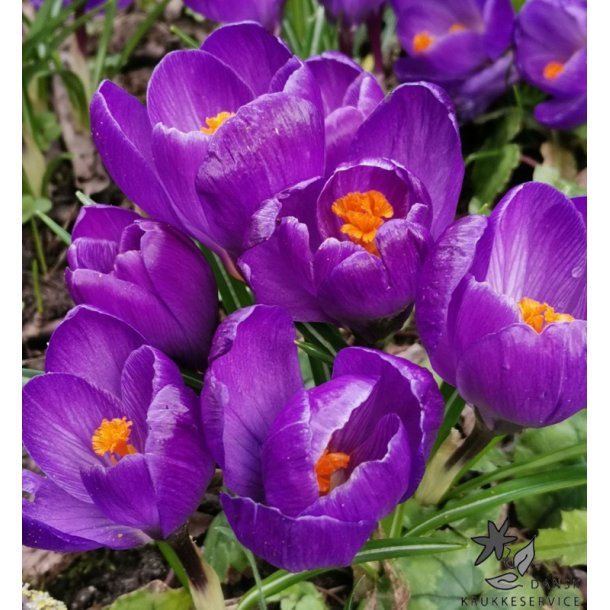 Krokus Flower Record
