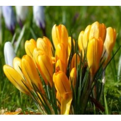 Krokus Gul Storblomstret