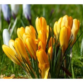 Krokus Gul Storblomstret