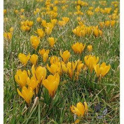 Krokus Gul Storblomstret