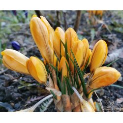 Krokus Gul Storblomstret