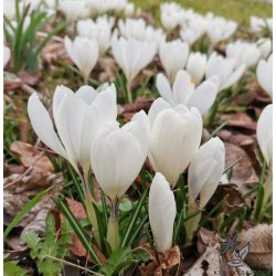 Krokus Jeanne d'Arc Storblomstret