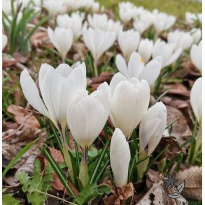 Krokus Jeanne d'Arc Storblomstret
