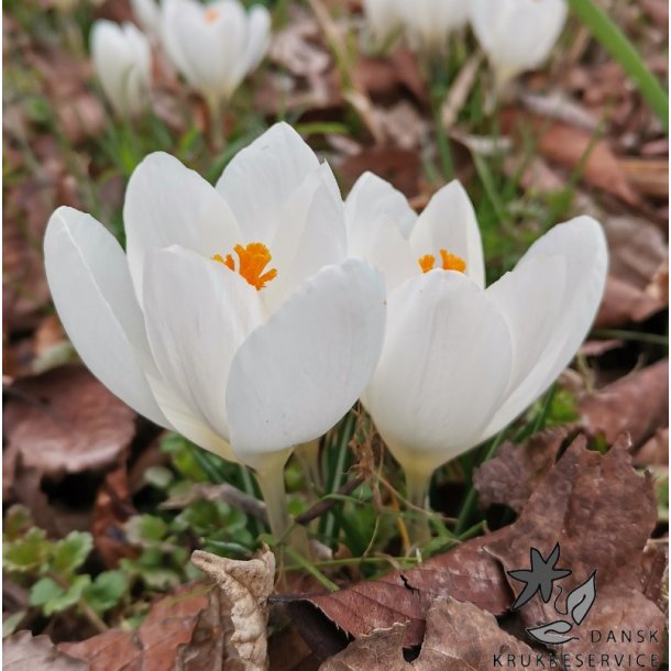 Krokus Jeanne d'Arc Storblomstret