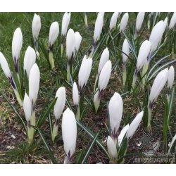 Krokus Jeanne d'Arc Storblomstret