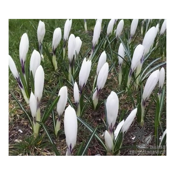 Krokus Jeanne d'Arc Storblomstret