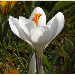 Krokus Jeanne d'Arc Storblomstret