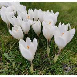 Krokus Jeanne d'Arc Storblomstret