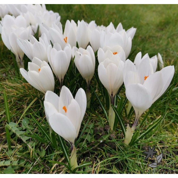 Krokus Jeanne d'Arc Storblomstret