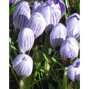 Krokus King of the Striped