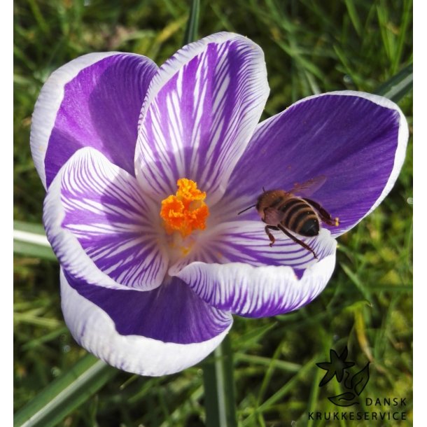Krokus King of the Striped