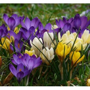 Krokus Mix, Botaniske