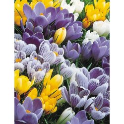 Krokus Mix, Storblomstret