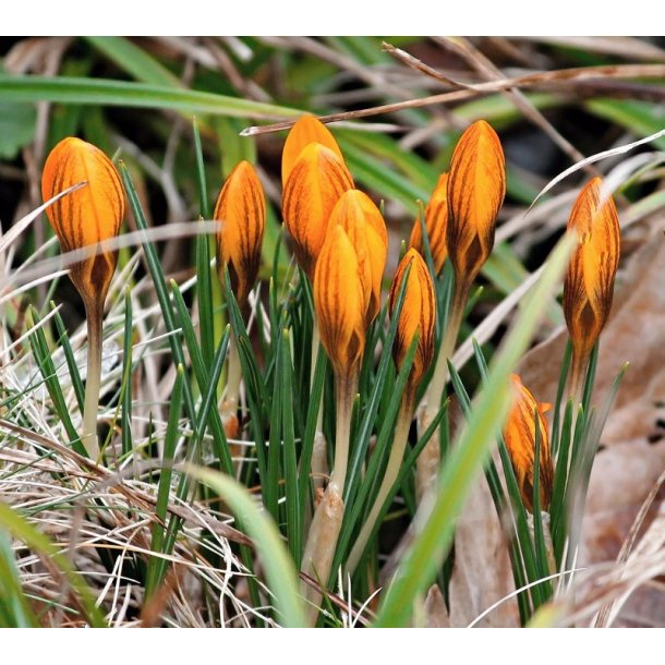 Krokus Orange Monarch