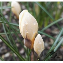 Krokus Romance