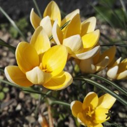 Krokus Romance