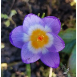 Krokus Tricolor