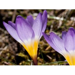 Krokus Tricolor
