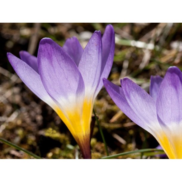 Krokus Tricolor