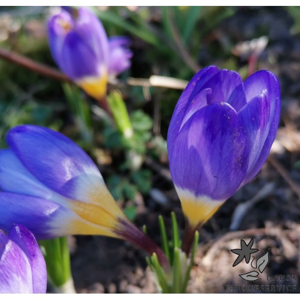 Krokus Tricolor