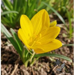 Krokuslilje, Sternbergia lutea