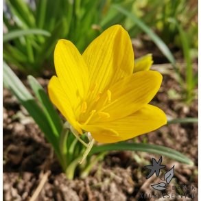 Krokuslilje, Sternbergia lutea