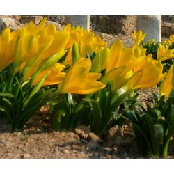 Krokuslilje, Sternbergia lutea