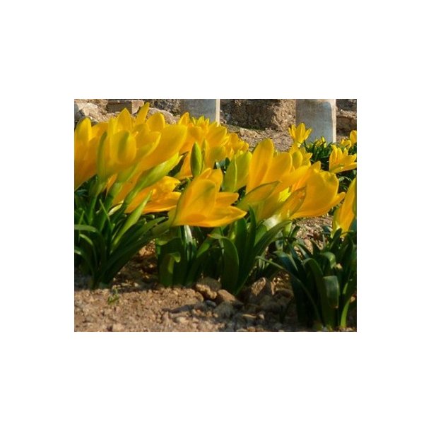 Krokuslilje, Sternbergia lutea