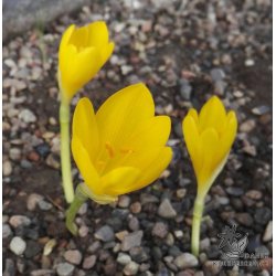 Krokuslilje, Sternbergia lutea