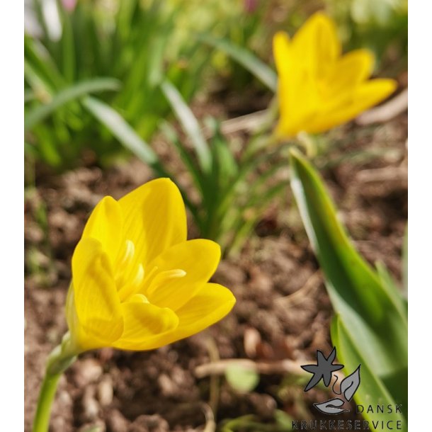 Krokuslilje, Sternbergia lutea