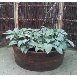 Lav whiskytnde, Plantefad.