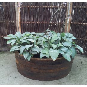 Lav whiskytnde, Plantefad.