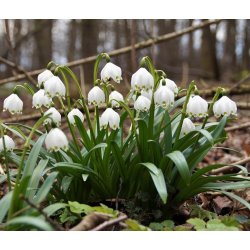 Leucojum Vernum, Dorothealilje