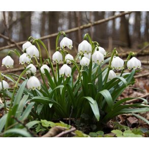 Leucojum Vernum, Dorothealilje