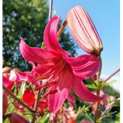 Lilium asiatica, Pink Flight
