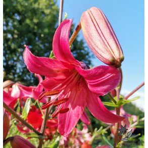 Lilium asiatica, Pink Flight
